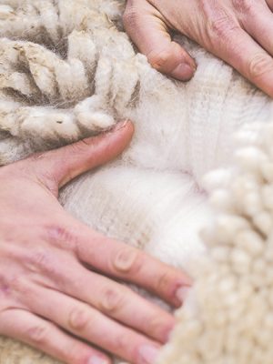 3 Kg Alpaka Rohwolle für´s Hochbeet