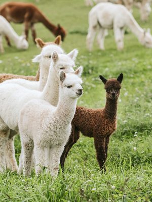 Gutschein für eine Begleitperson (Alpakatrekking inkl. Hofführung)