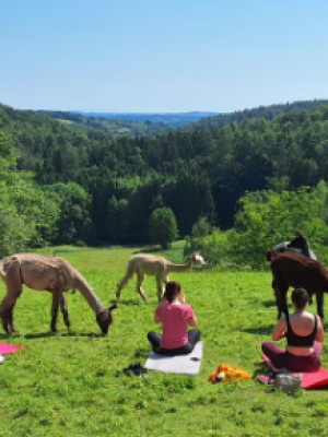Alpaka-Yoga