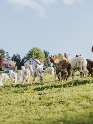 Alpakawanderung mit teambuildendem Fokus