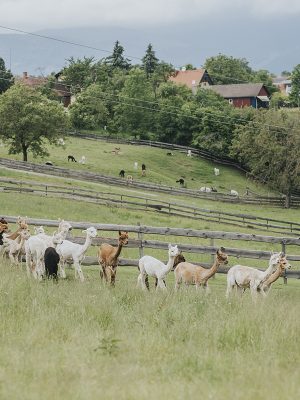 Wertgutschein mit Wunschbetrag