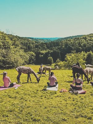 Alpaka-Yoga